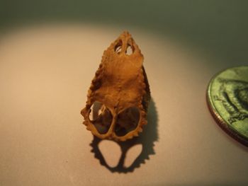 Media type: image;   Herpetology R-18364